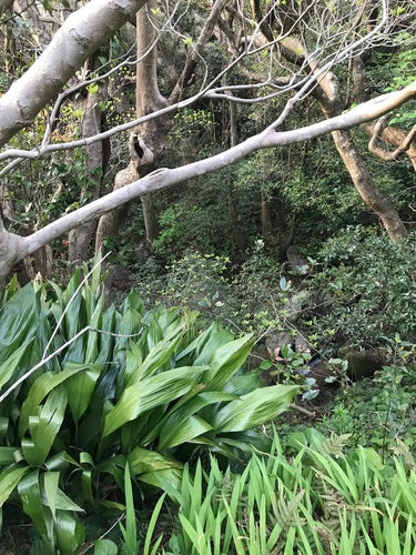 Palma da calzolaio — Bild 3