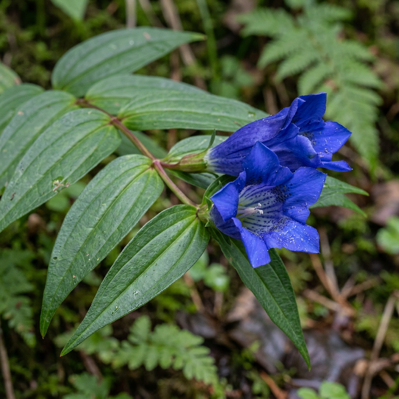Schwalbenwurz-Enzian (Gentiana asclepiadea), illustrazione IA