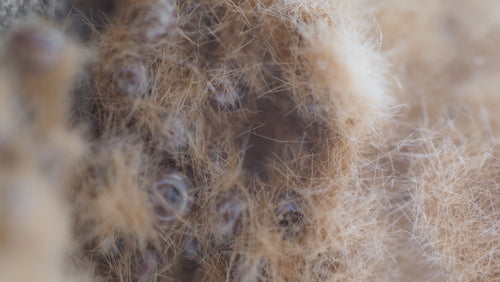 Falena zingara — Bild 4