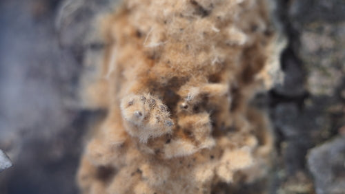 Falena zingara — Bild 3