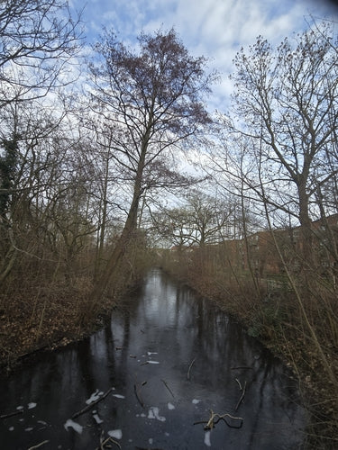 Ontano nero — Bild 2