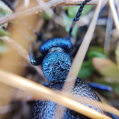 Scarabeo del petrolio nero-blu — Bild 5
