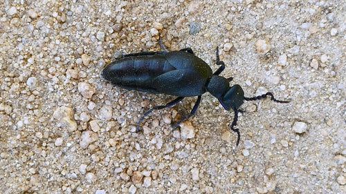 Scarabeo del petrolio nero-blu — Bild 4
