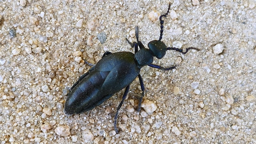 Scarabeo del petrolio nero-blu — Bild 3