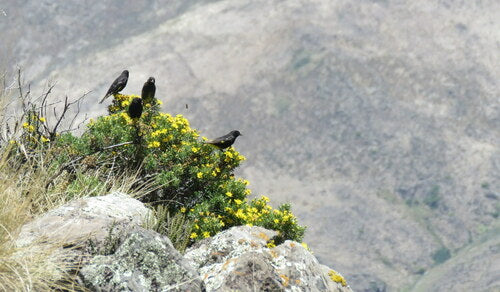 Lucherino dal petto nero — Bild 3