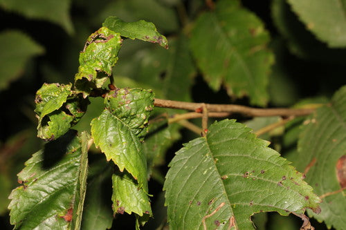 Afide della ciliegia nera — foto 1 di 8