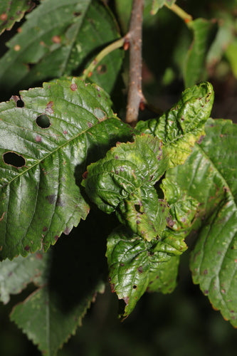 Afide della ciliegia nera — foto 2 di 8