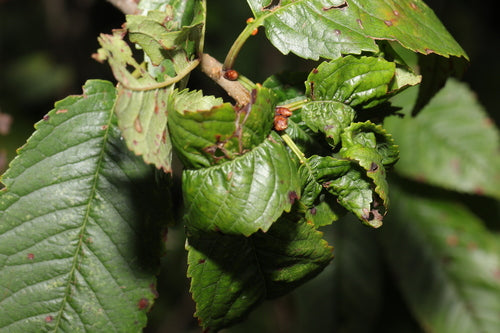 Afide della ciliegia nera — foto 3 di 8