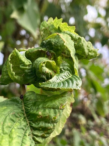 Afide della ciliegia nera — foto 5 di 8
