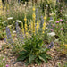 Schwarze Königskerze (Verbascum nigrum) in Blüte im naturnahen Garten (KI-generiert)