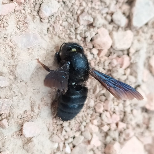 Ape di mortaio nero — Bild 5