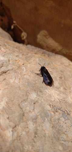 Ape di mortaio nero — Bild 4