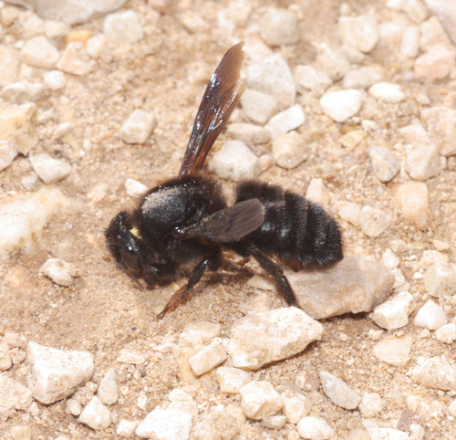 Ape di mortaio nero — Bild 2