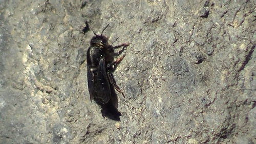 Ape di mortaio nero — Bild 3