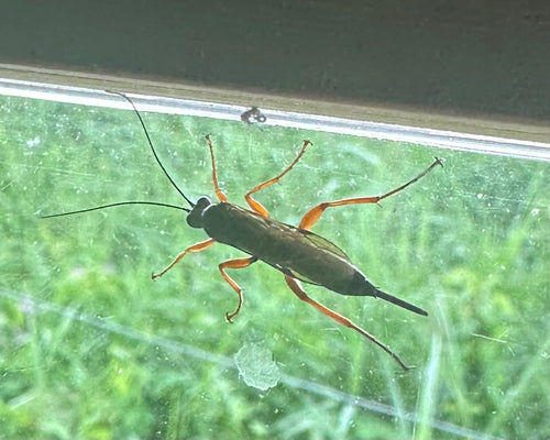 Vespa parassita nera — Bild 3