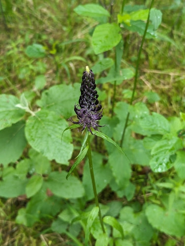 Artiglio del diavolo nero — foto 2 di 9