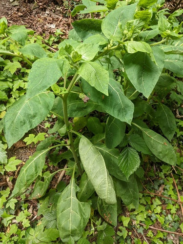 Belladonna nera — Bild 5