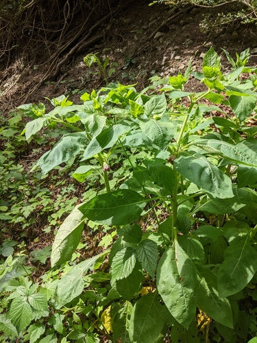 Belladonna nera — Bild 4