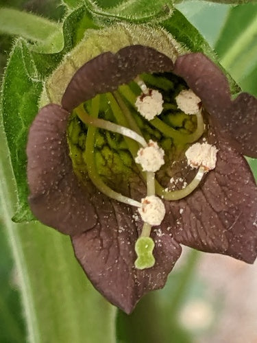 Belladonna nera — Bild 3