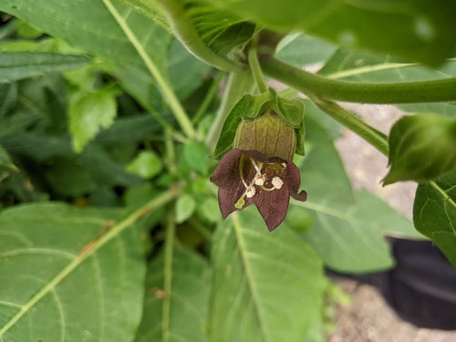 Belladonna nera — Bild 2