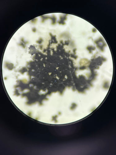 L'annaffiatoio nero ammuffisce — Bild 3