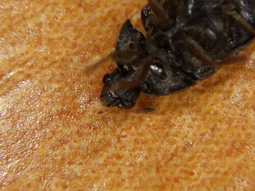 Scarabeo di pelo nero — Bild 5