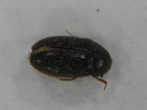 Scarabeo di pelo nero — Bild 4