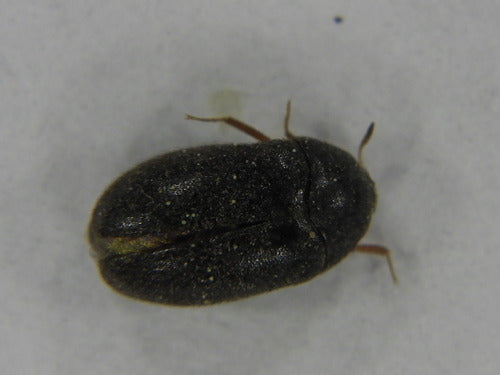 Scarabeo di pelo nero — Bild 3