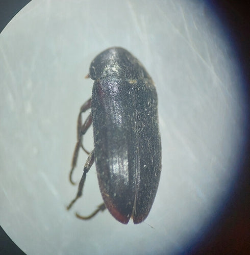 Scarabeo di pancetta nera — Bild 4