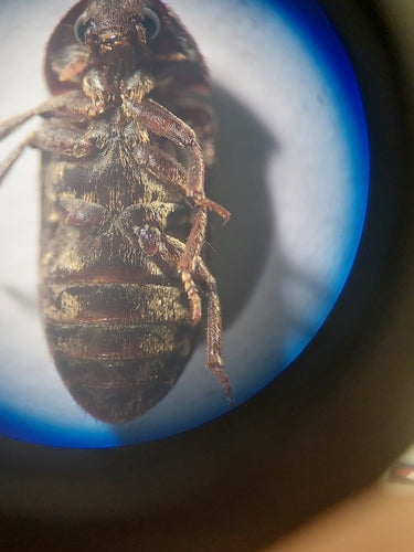 Scarabeo di pancetta nera — Bild 3