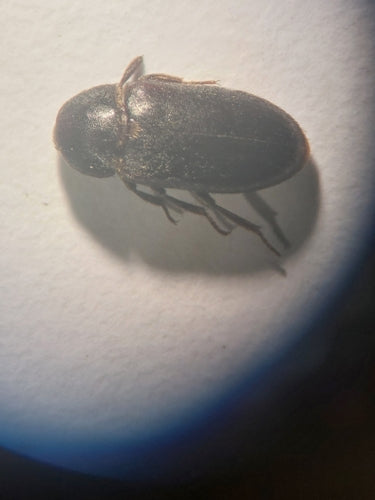 Scarabeo di pancetta nera — Bild 2