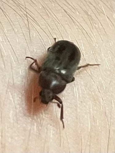 Scarabeo di pancetta nera — Bild 1
