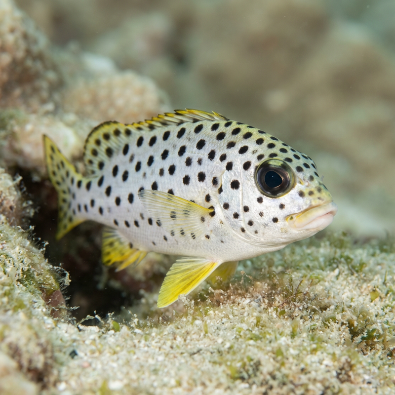 Pesce dolce a macchie nere