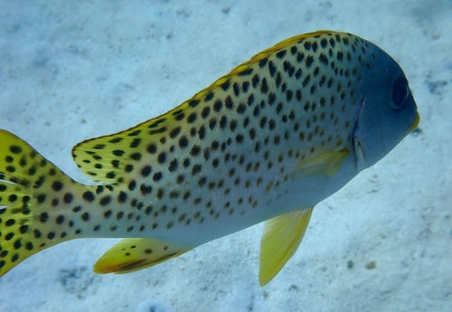 Pesce dolce a macchie nere — Bild 5