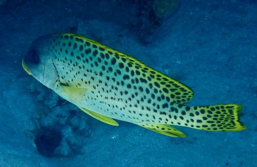 Pesce dolce a macchie nere — Bild 4