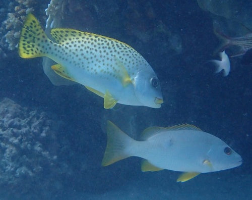 Pesce dolce a macchie nere — Bild 3