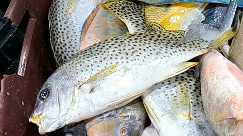 Pesce dolce a macchie nere — Bild 2