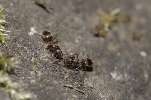 Formica da giardino grigio-nera — Bild 4