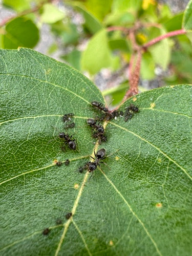 Formica da giardino grigio-nera — Bild 5