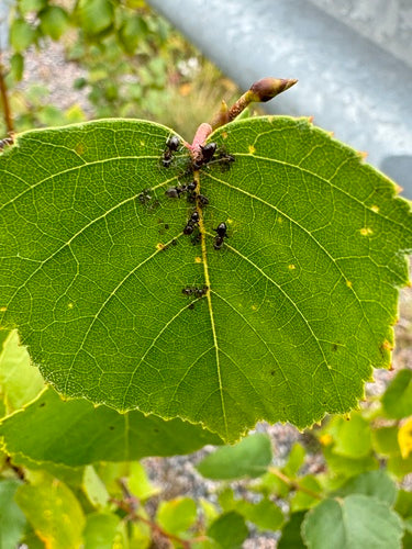 Formica da giardino grigio-nera — Bild 4
