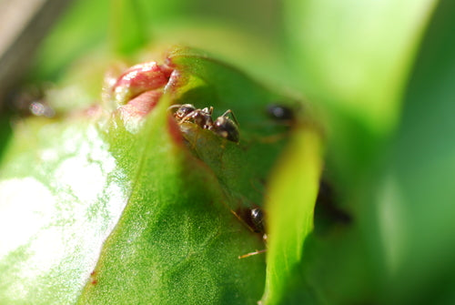 Formica da giardino grigio-nera — Bild 5