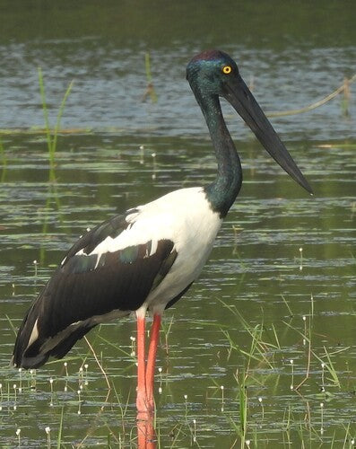 Cicogna dal collo nero — foto 2 di 8