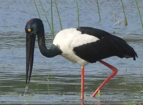 Cicogna dal collo nero — foto 1 di 8
