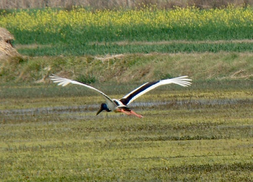 Cicogna dal collo nero — foto 5 di 8