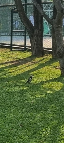 Stella marina dal collo nero — foto 3 di 8