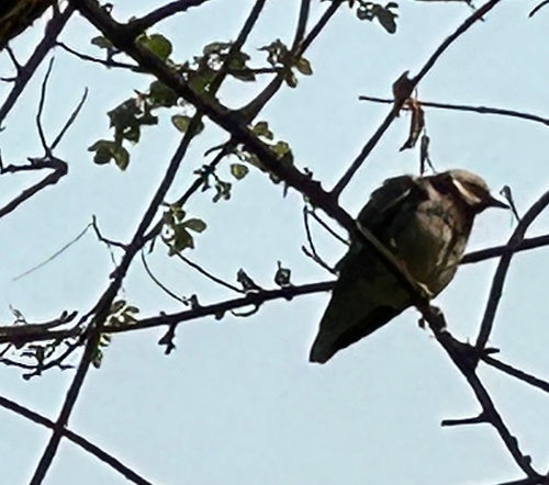 Stella marina dal collo nero — foto 2 di 8