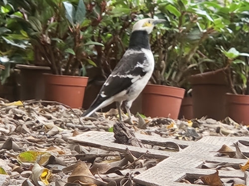 Stella marina dal collo nero — foto 5 di 8
