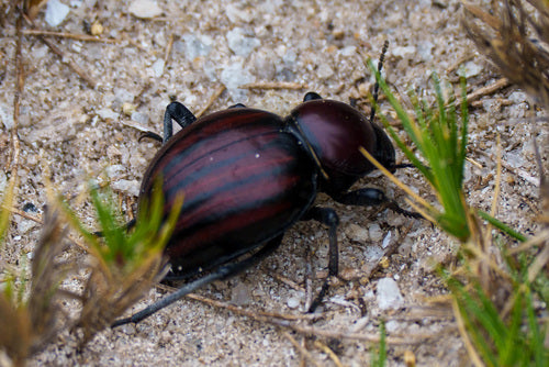 scarabeo nero — Bild 2
