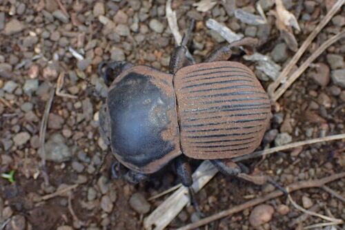 scarabeo nero — Bild 1