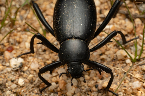 scarabeo nero — Bild 5